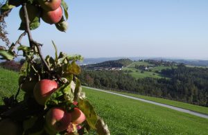 Blick auf Göttelsberg (mit Äpfel :))