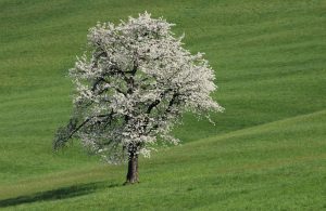 Einsamer Baum in Haselbach